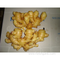 Different Sizes of Fresh Ginger In Different Packagings